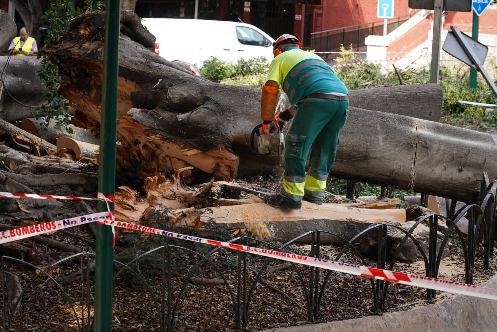 Operarios municipales retiran las ramas arrancadas por un rayo del ficus del Paseo de Sancha.