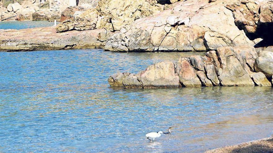 Festín por el regreso de la posidonia