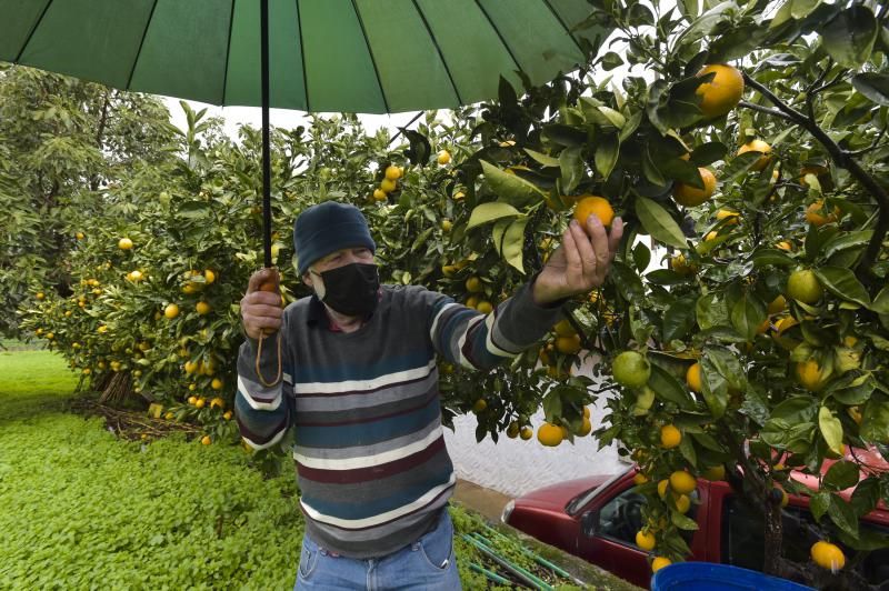 Los agricultores grancanarios celebran el paso de Filomena