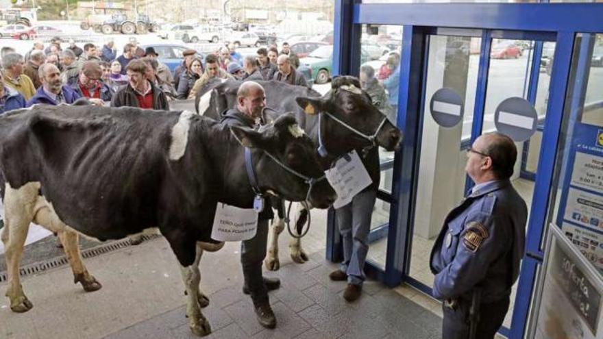 Vacas en la entrada de un hipermercado en Lalín.