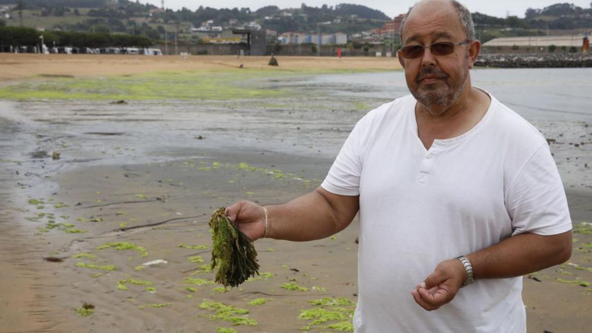 Adolfo Alcoba sujeta un alga en el arenal de la zona oeste. | Ángel González