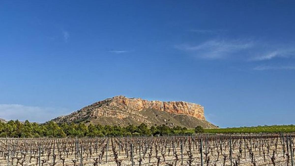 Imagen de cultivos de leñosos en Jumilla.