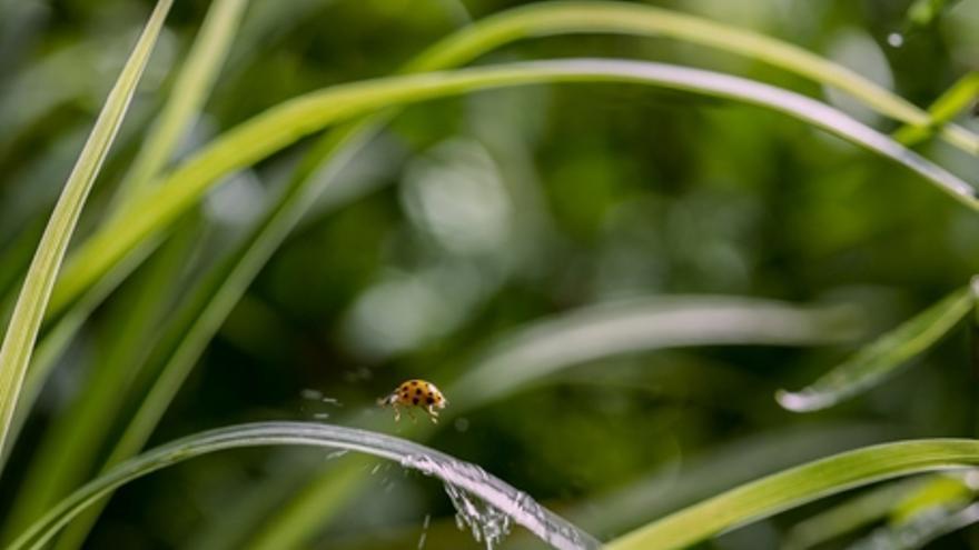 Jardín salvaje. La naturaleza que nos rodea