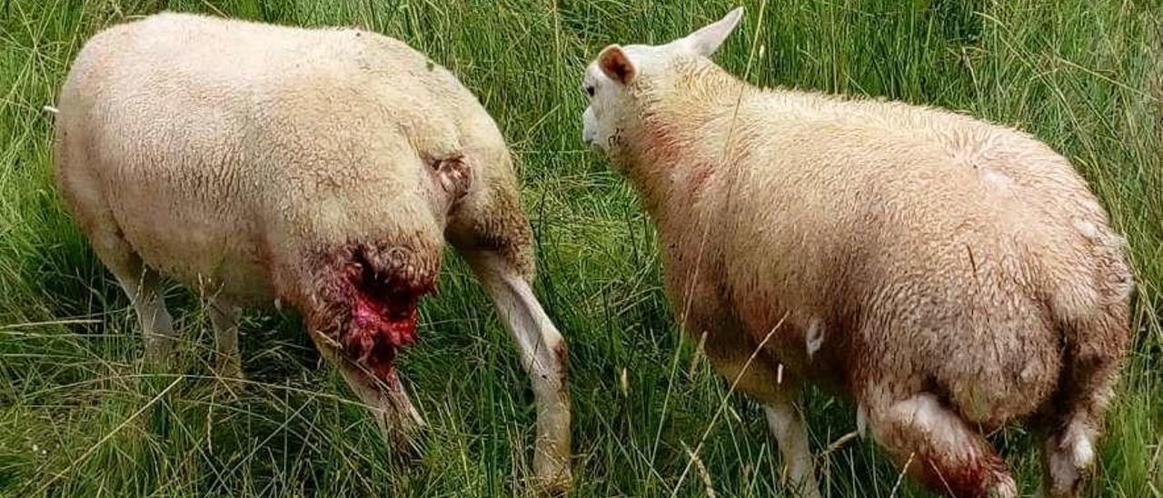 Dos de las ovejas atacadas en la noche del miércoles en Negales.