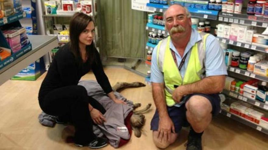 Aparece un canguro en la farmacia del aeropuerto