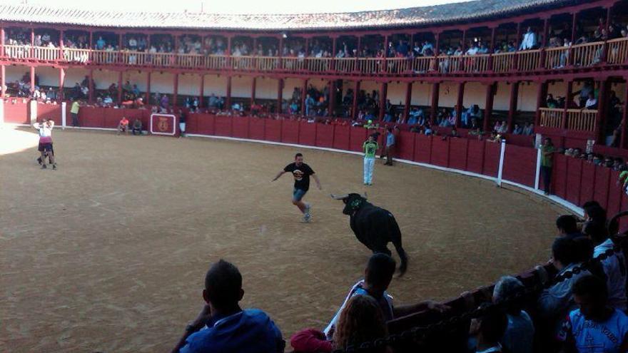 Encierro y suelta de vaquillas en Toro