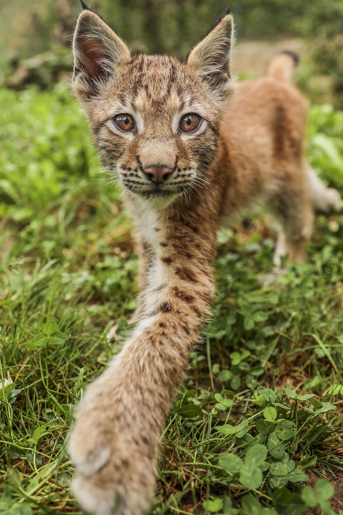 Así es "Dora", la cría de lince que enamora a los visitantes del zoo de Oviedo