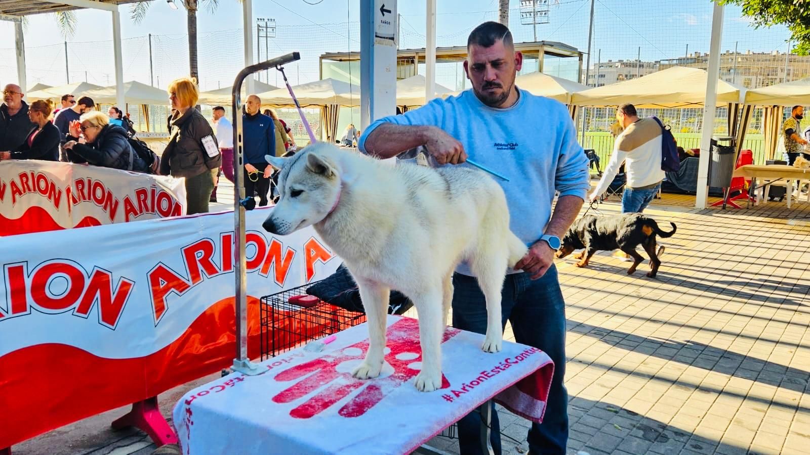Más de 500 mascotas participan en la primera jornada del Concurso Internacional Canino en Torrent