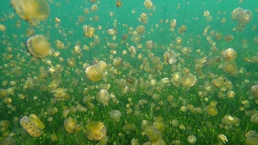 Alertan del nacimiento de millones de medusas huevo frito en el Mar Menor