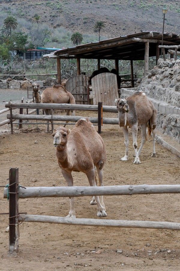 Camellos que este año se han quedado sin cabalgatas