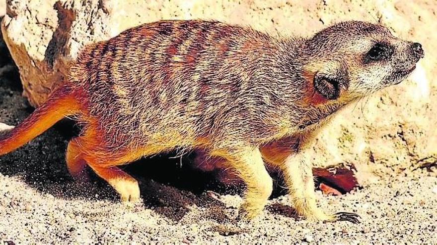 ¿Se puede tener una suricata de mascota?