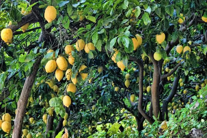 ¿Por qué consumir limones ayuda a luchar contra el cambio climático?