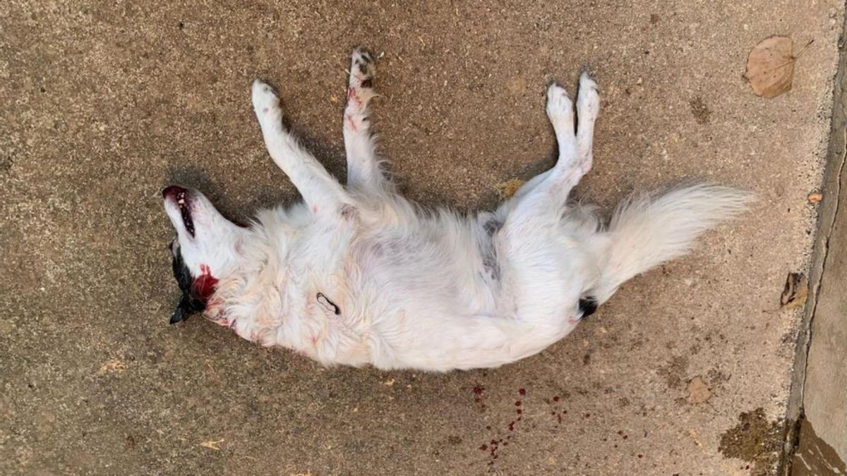 El collie Menut tras sufrir el ataque mortal en Campos. | 
