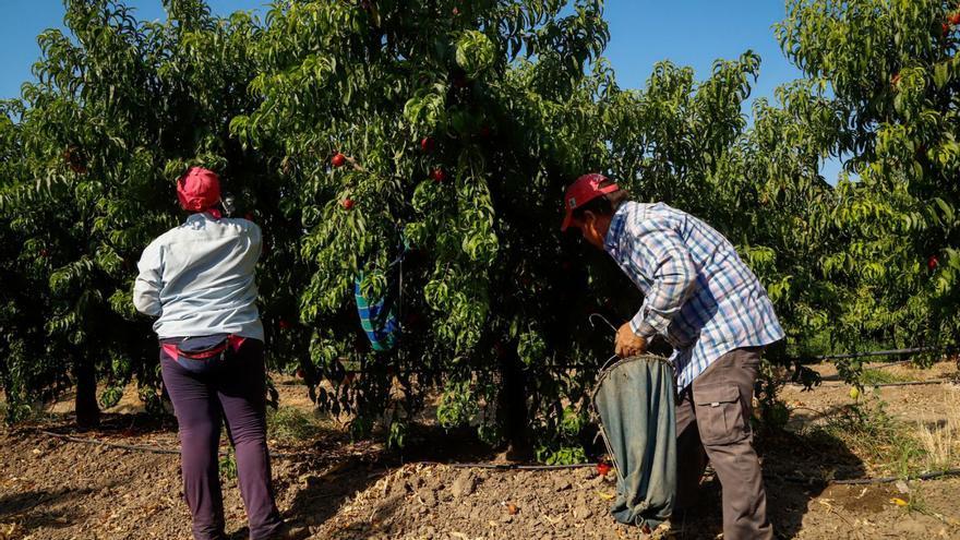 Jornaleros trabajan en la recogida de fruta en Córdoba.