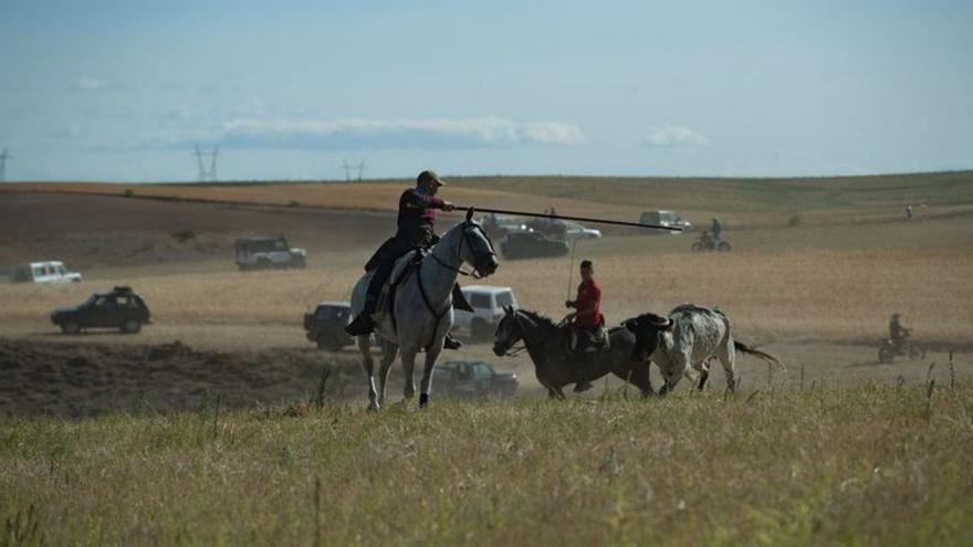 Un caballista recortando a una de las vaquillas