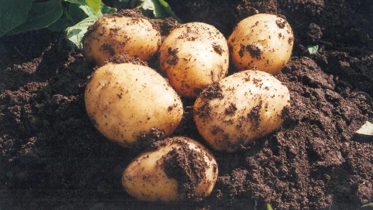 Campaña de patata temprana.