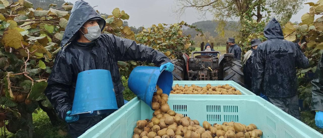 Uno de los trabajadores de la finca de Forcinas, en Pravia, ayer, echando al tractor los kiwis recogidos. | S. Arias