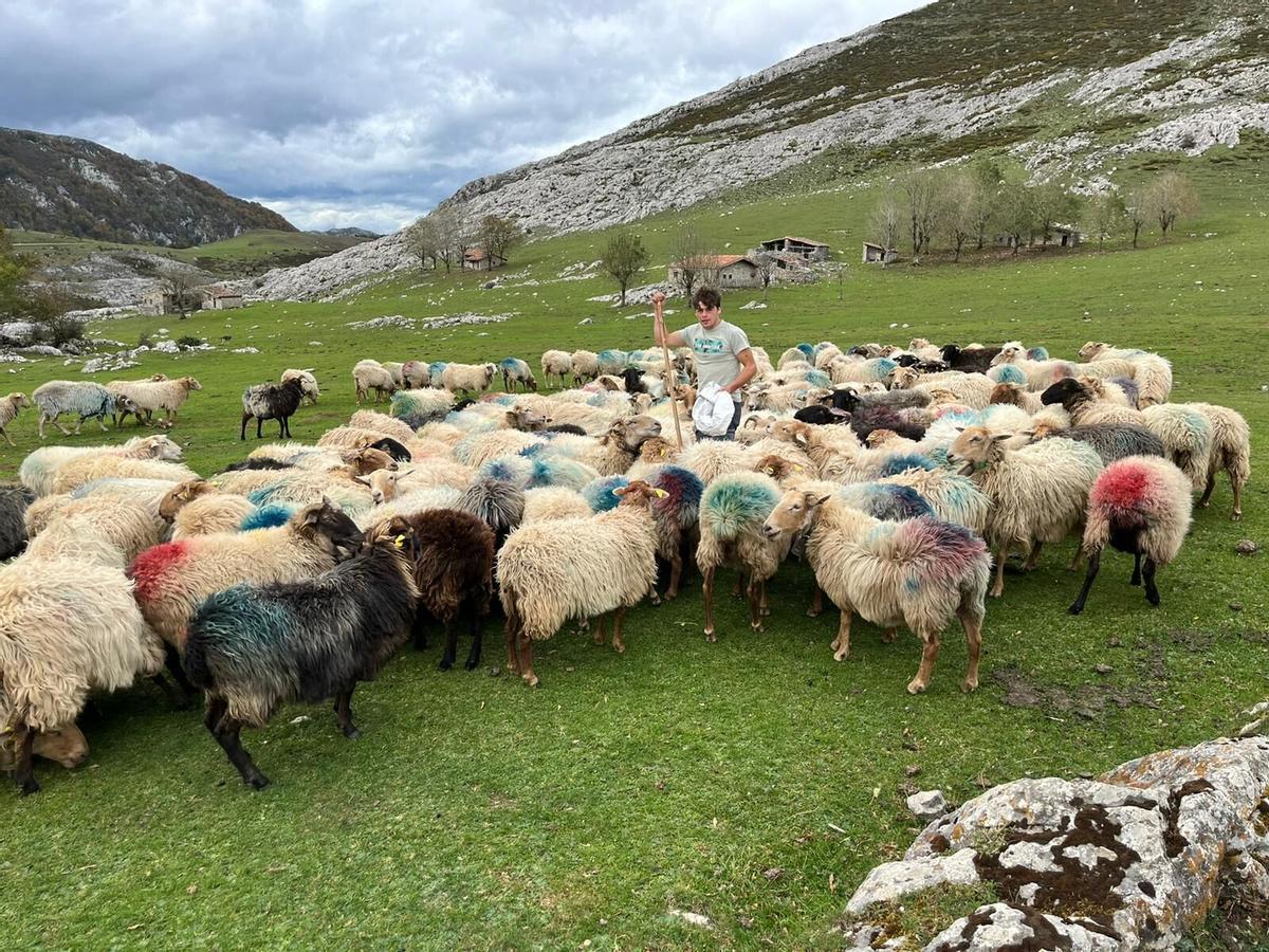 José Luis Alonso, con sus ovejas, en la vega de Enol. VALORACION DE LAS MEDIDAS PARA PREVENIR LOS DAÑOS DEL LOBO