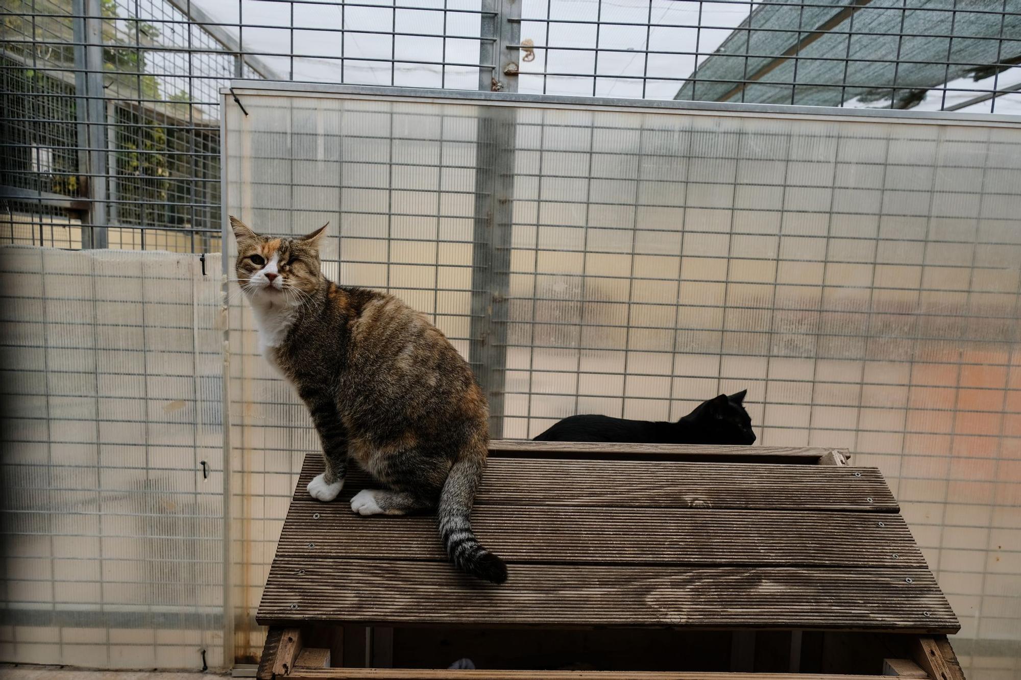 La Protectora de Animales de Málaga, a finales de octubre