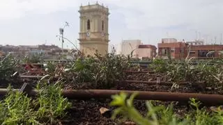 Alaquàs instala una cubierta vegetal en el edificio del ayuntamiento para mejorar la eficiencia energética