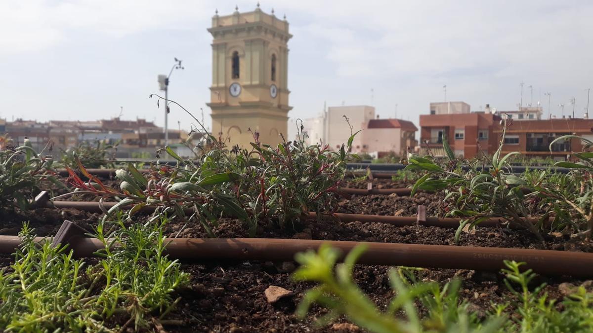 Cubierta vegetal en el Ayuntamiento de Alaquàs