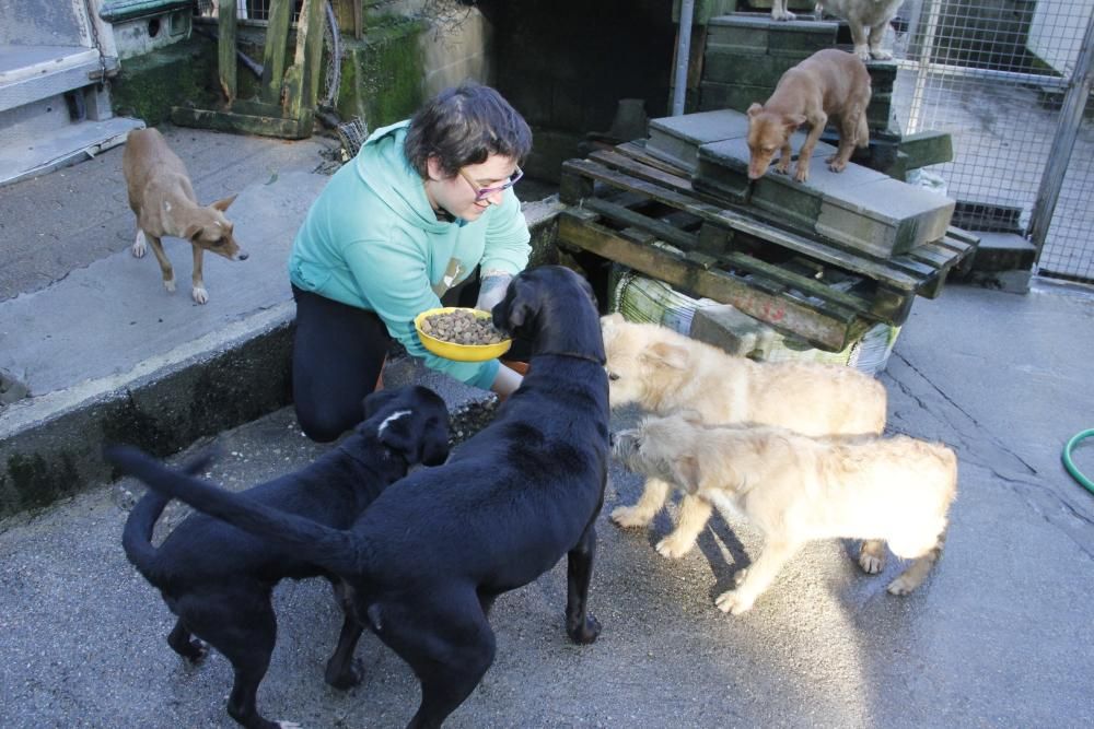 Cachorros abandonados en O Morrazo buscan un hogar