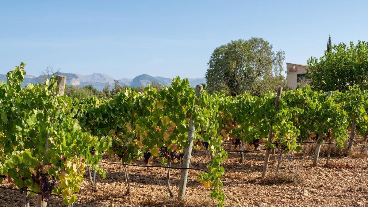 Las bodegas adscritas a Vi de la Terra Mallorca han recogido ya 1.582.915 kilos de uva desde el inicio de la vendimia de 2026, una campaña que comenzó de forma especialmente temprana, el pasado 21 de julio, unas dos semanas antes de lo habitual. A pesar de las sucesivas olas de calor registradas desde finales de junio, el sector prevé una producción similar o ligeramente superior a la del año pasado y destaca, sobre todo, la elevada calidad y el excelente estado sanitario de la uva.Así lo ha explicado este lunes el presidente de Vi de la Terra Mallorca, Mateu Morro, durante un Berenar de verema celebrado entre los viñedos de Bodegas Vidal Serra, en Santa Maria.