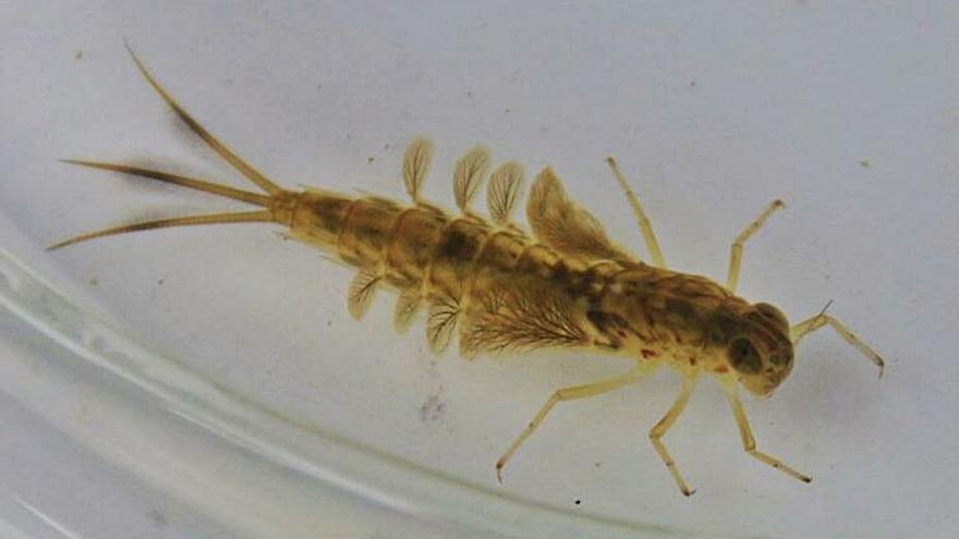 Un macroinvertebrado acuático hallado en el Tera. | D. B. S.