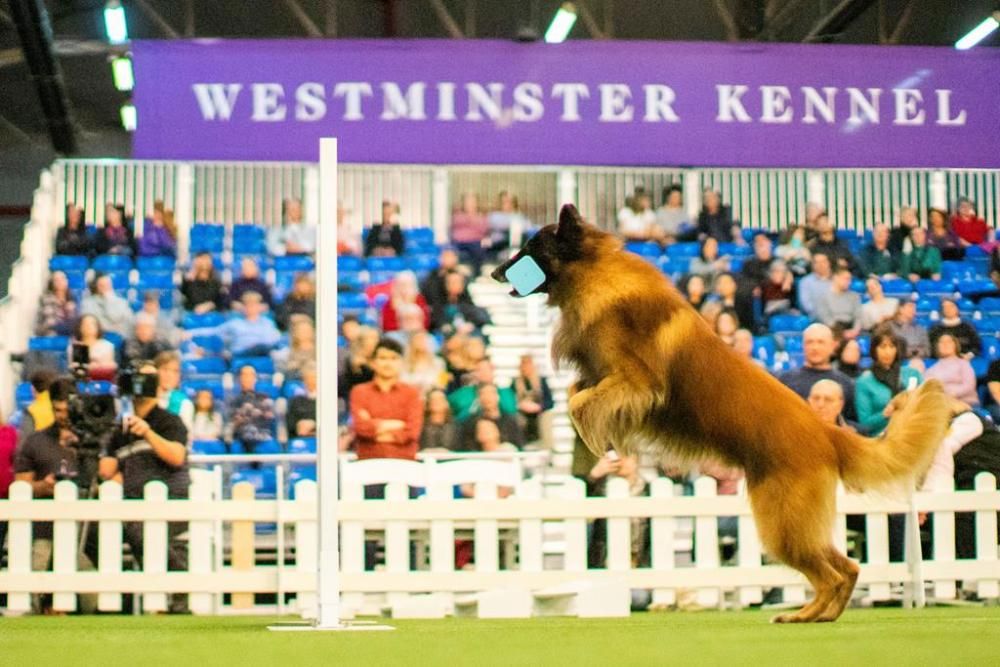 El Westminster Kennel Club, un dels shows de gossos de raça més importants del món