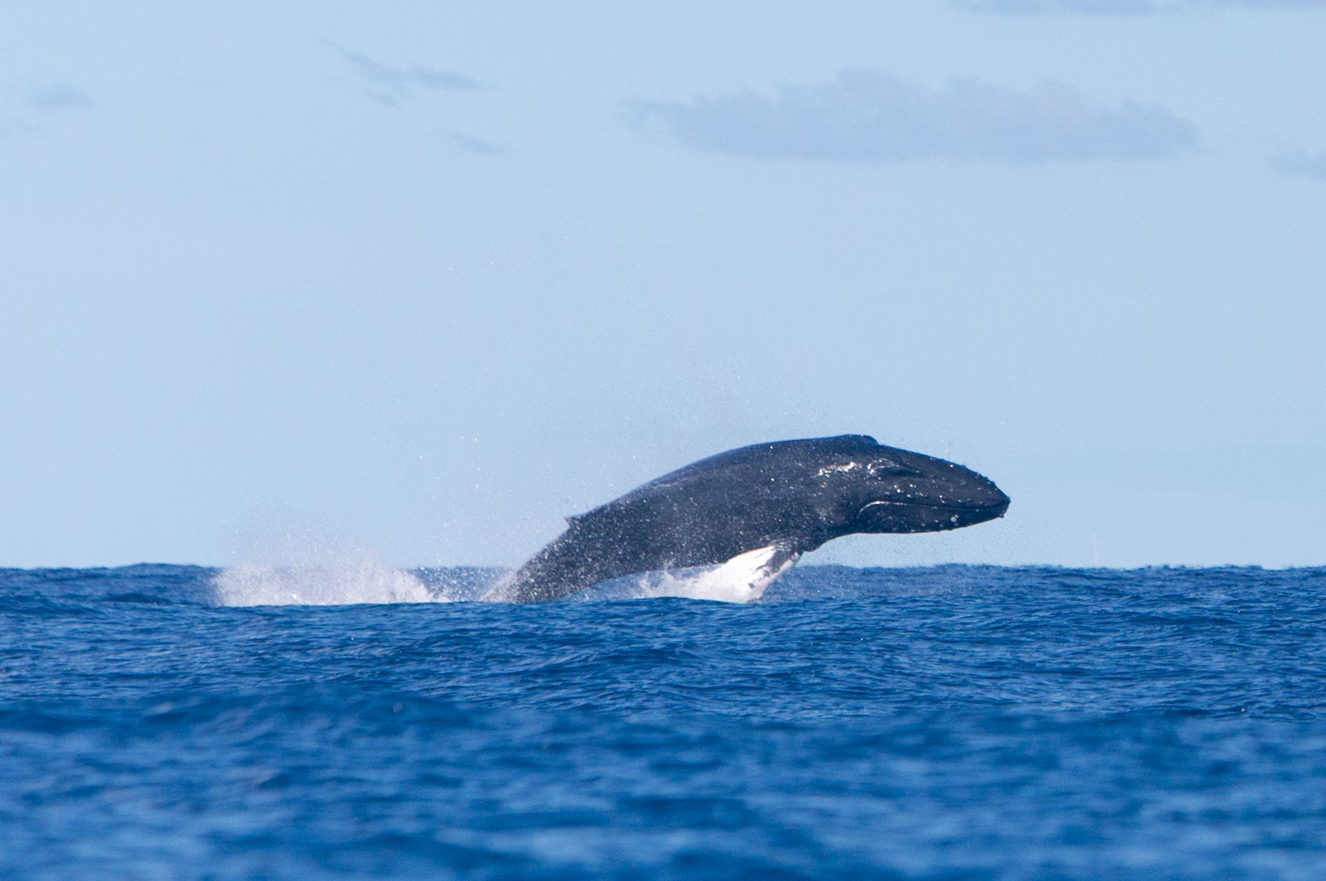 Ballena jorobada entre La Graciosa y Alegranza