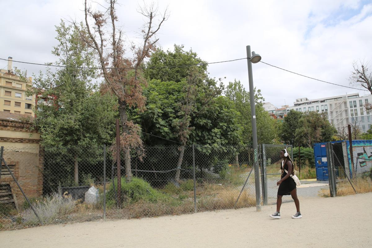 Vivero provisional de encinas a pocos metros de la gran Clariana de Glòries