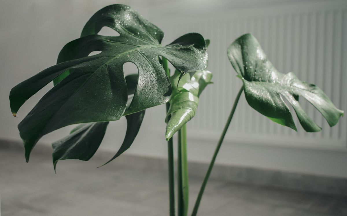 Las hojas de la Monstera Deliciosa deben estar húmedas.