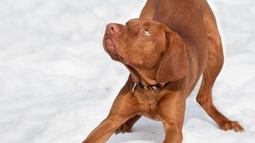 A mi perro le gusta morderse la cola