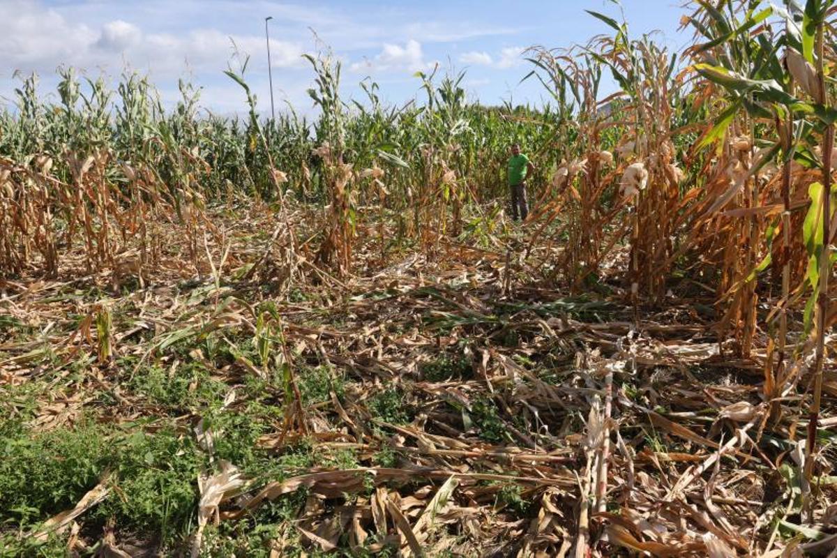 Campo de maíz de Dena destrozado por los jabalíes.