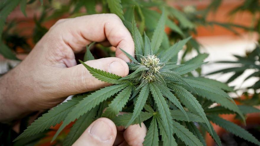 La UCO desarrolla un nuevo método para la detección de restos de cannabis