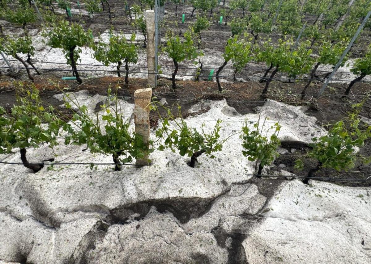 Viñedo en la parroquia de Macendo cubierto de granizo. | CEDIDA