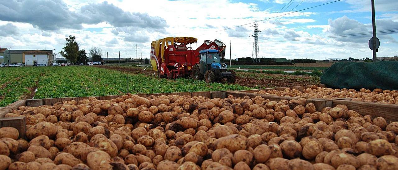 Patatas recién cosechadas en una finca de sa Pobla. | DM