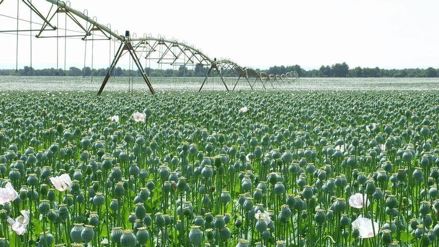 España es líder mundial en producción de opio para morfina: 