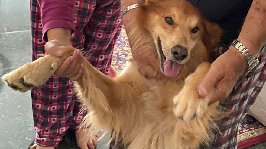 Encuentran a Charlie, el perro que se había perdido en el aeropuerto de Gran Canaria