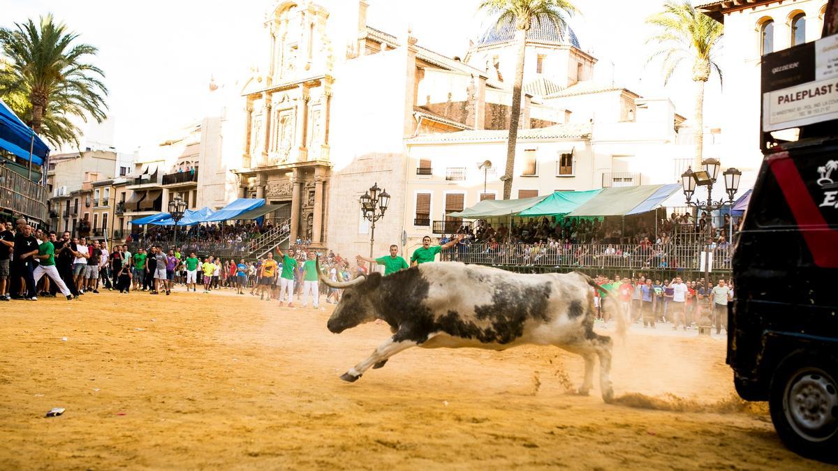 Festejos de 'bous al carrer' en las fiestas de Sant Miquel de Llíria