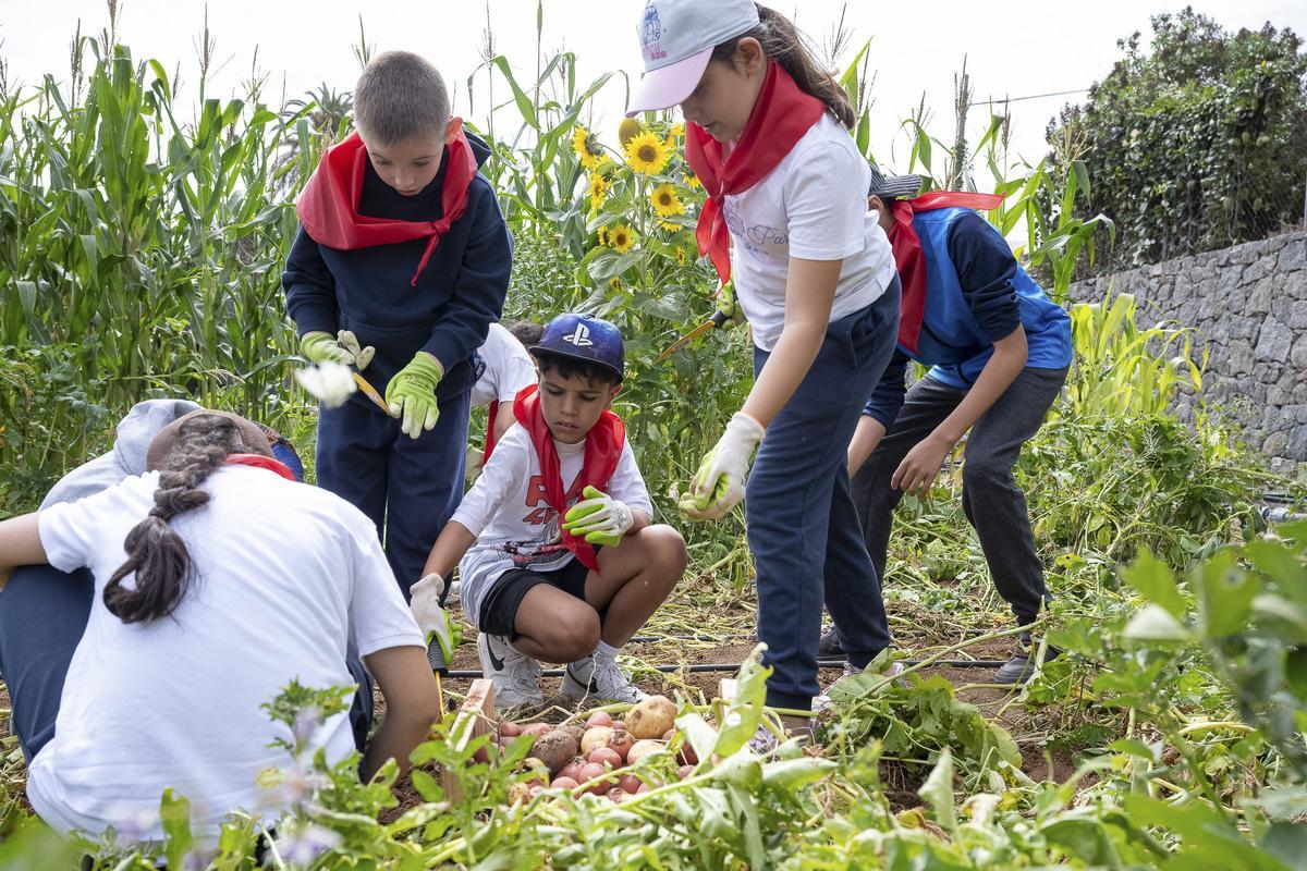 La recogida de papas fue otra de las actividades en la que participaron los escolares.