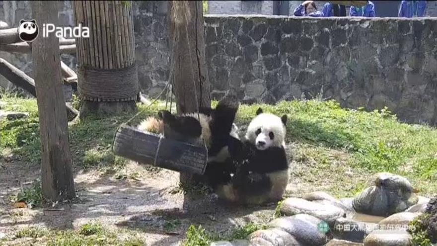 El juego de dos pandas en un columpio