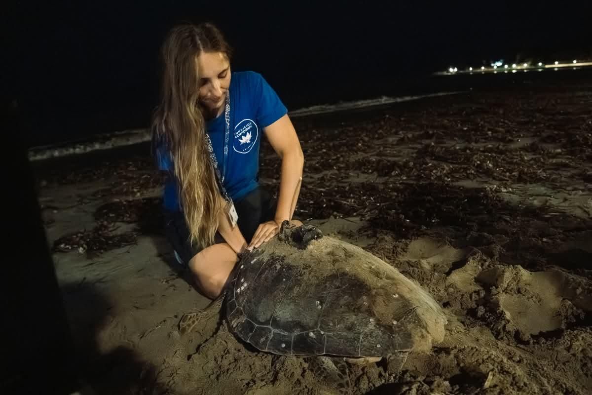 Una experta de la Fundación Oceanogràfic ayuda a la tortuga