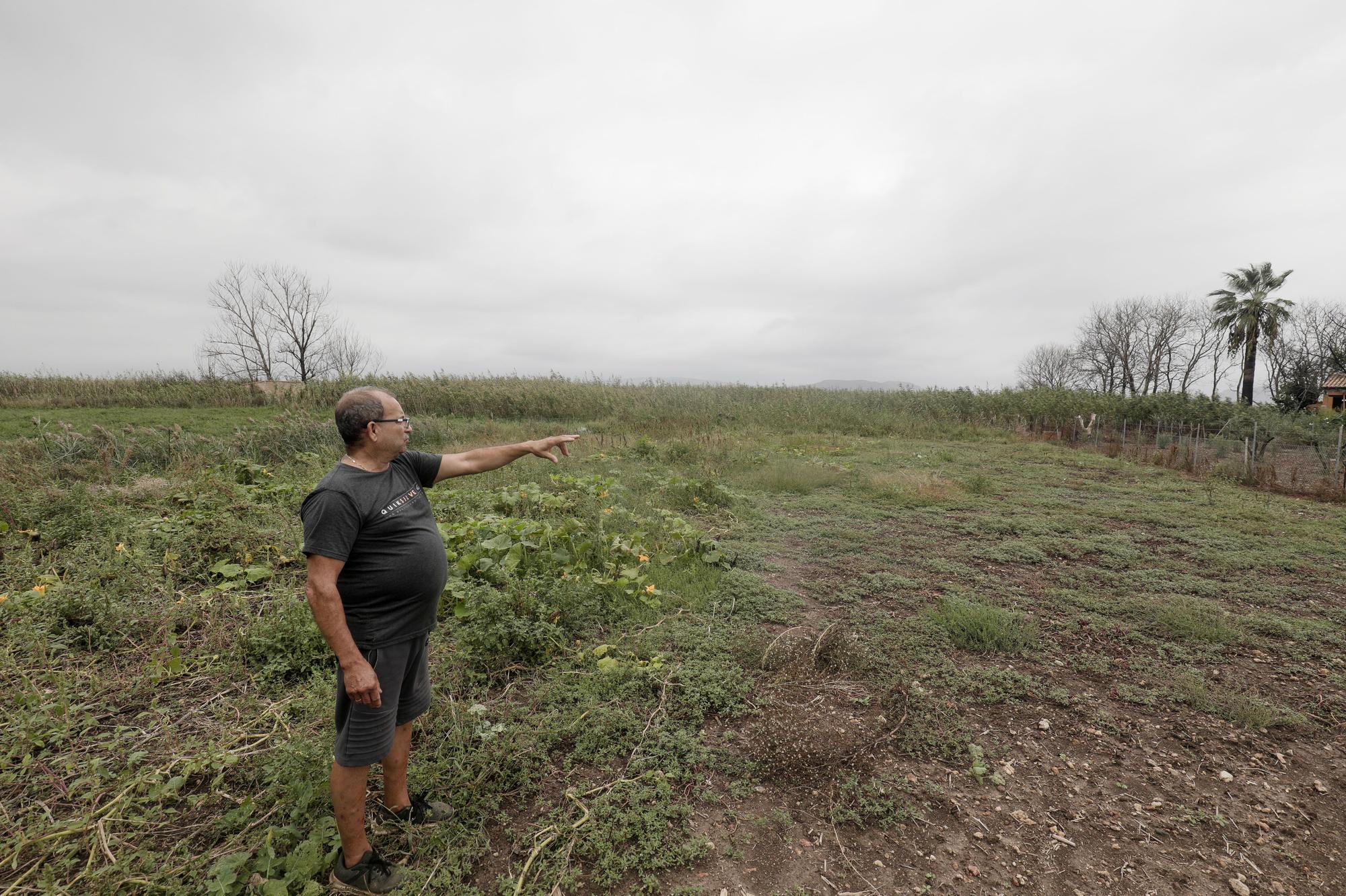 S'Albufera, un año después del incendio