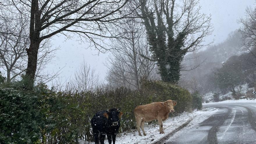 VÍDEO | La cara más bonita de la nieve en Sanabria