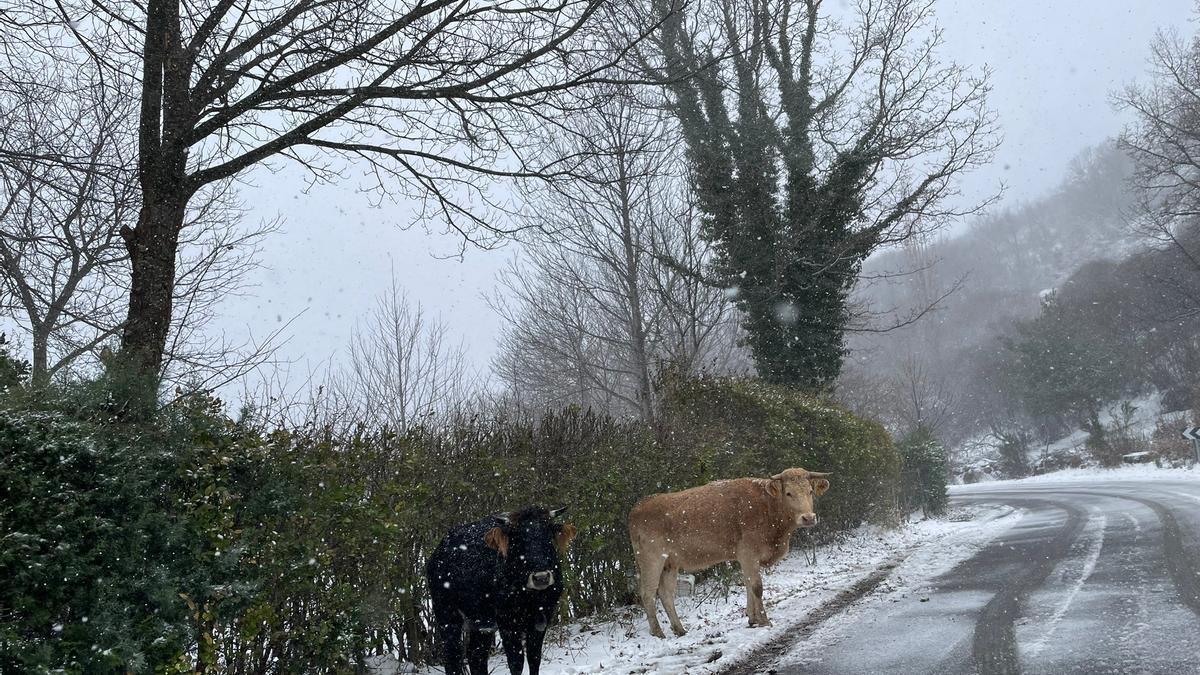 Las vacas, entre la nieve en Sanabria.