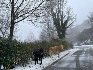 VÍDEO | La cara más bonita de la nieve en Sanabria