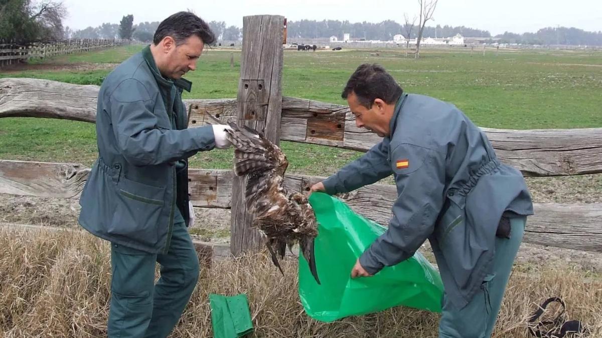 Más del 93% de los delitos contra la vida salvaje quedan sin juzgar en España