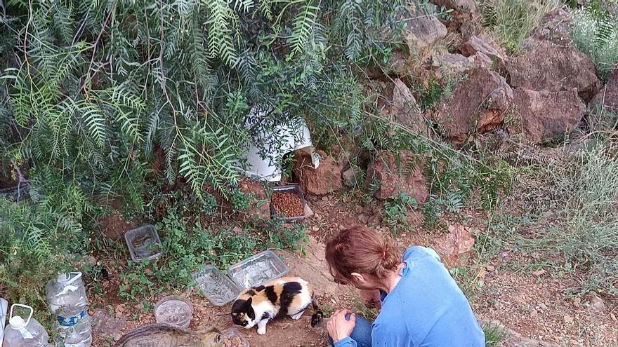 Preocupación por la sobrepoblación de gatos en Torres Torres ante la "falta de atención municipal"