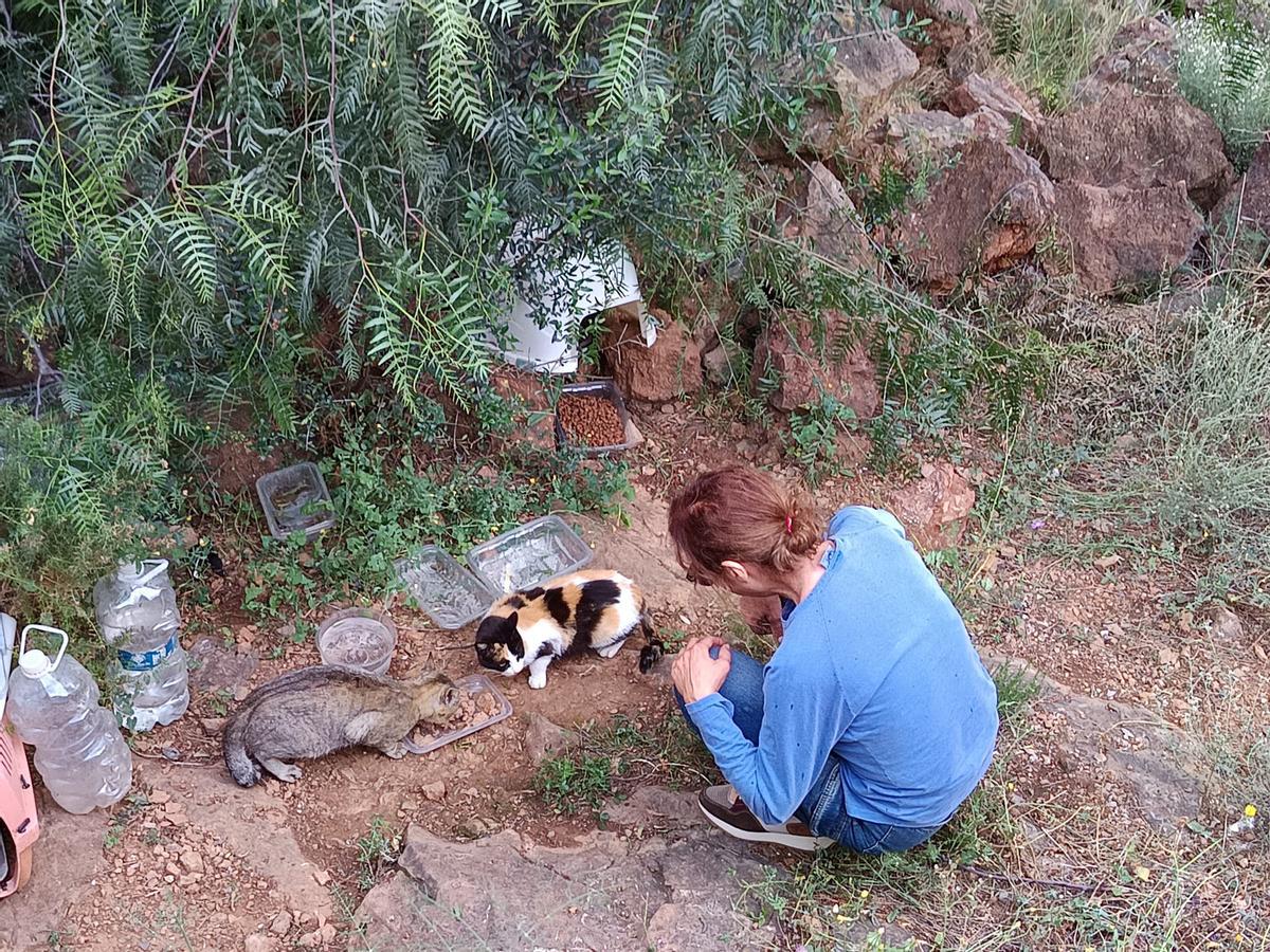 Una voluntaria dando de comer a varios gatos.